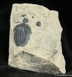 Elrathia And Bolaspidella Trilobite #909-1